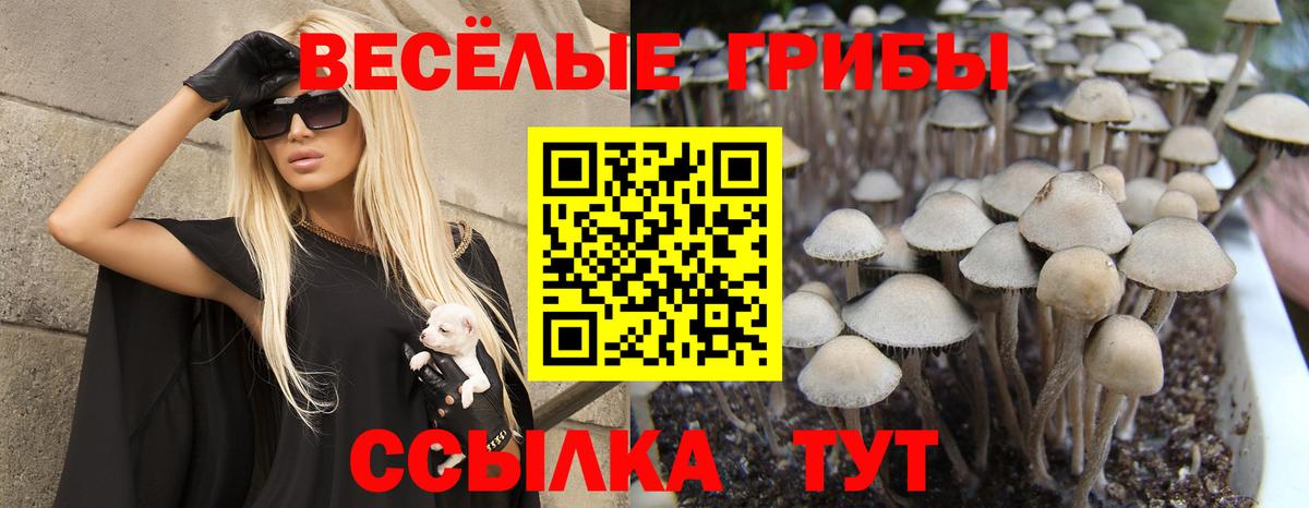 купить наркотики цена  Галлюциногенные грибы Magic Shrooms  Вход с VPN  Заволжье  Галлюциногенные грибы Psilocybine cubensis 